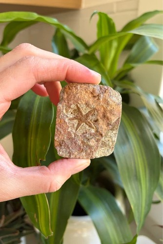 Genuine 450m year old - genuine, starfish