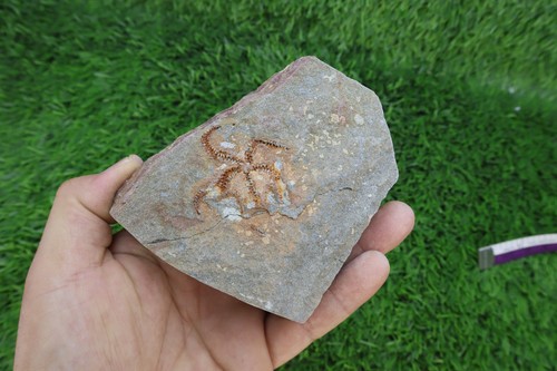 Ophiura starfish fossil - ophiura,