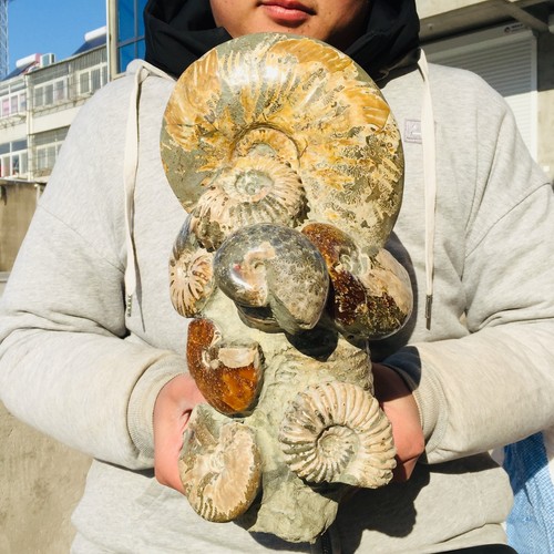 6260g large ammonite zipper - 6260g,