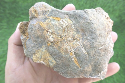 Ophiura starfish fossil - starfish, –