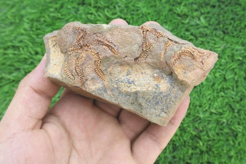 Ophiura fossil starfish - fossil,